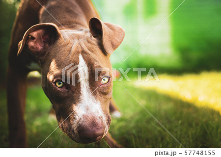 Young pitbull Staffordshire Bull Terrier in garden looks towards camera background portrait Young pitbull Staffordshire Bull Terrier in garden looks towards camera background portrait 57748155
