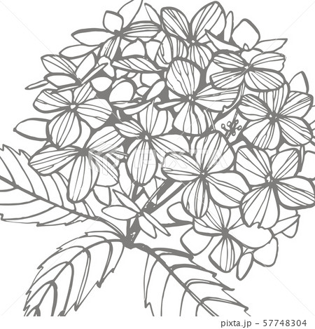 Hydrangea graphic illustration in vintage style. Flowers drawing and sketch with line-art on white 57748304