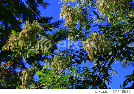 青空に映える 57748625