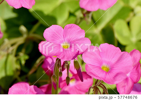 三鷹中原に咲くピンクのオキザリス（ハナカタバミ）の花 57748676