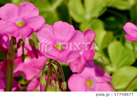 三鷹中原に咲くピンクのオキザリス（ハナカタバミ）の花 57748677