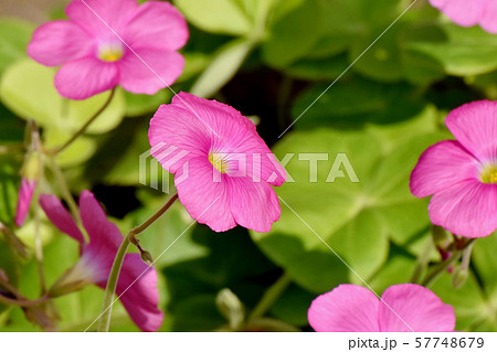 三鷹中原に咲くピンクのオキザリス(ハナカタバミ)の花 三鷹中原に咲くピンクのオキザリス(ハナカタバミ)の花 57748679