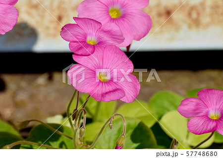 三鷹中原に咲くピンクのオキザリス(ハナカタバミ)の花 三鷹中原に咲くピンクのオキザリス(ハナカタバミ)の花 57748680