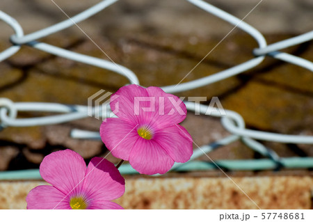 三鷹中原に咲くピンクのオキザリス（ハナカタバミ）の花 57748681