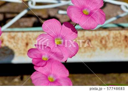 三鷹中原に咲くピンクのオキザリス(ハナカタバミ)の花 三鷹中原に咲くピンクのオキザリス(ハナカタバミ)の花 57748683