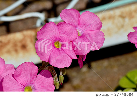 三鷹中原に咲くピンクのオキザリス（ハナカタバミ）の花 57748684