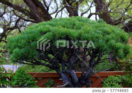 五葉松の盆栽 57748685