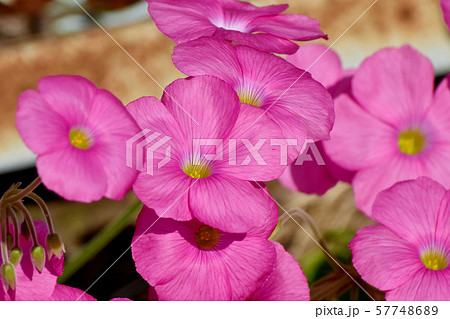 三鷹中原に咲くピンクのオキザリス（ハナカタバミ）の花 57748689