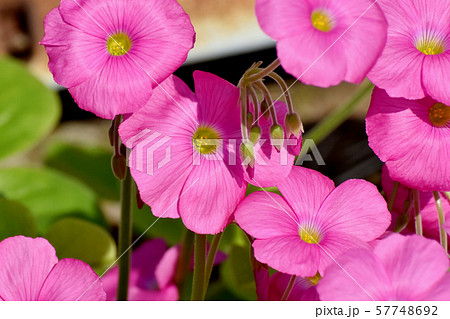 三鷹中原に咲くピンクのオキザリス（ハナカタバミ）の花 57748692