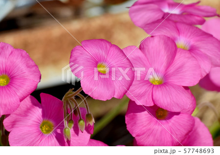 三鷹中原に咲くピンクのオキザリス(ハナカタバミ)の花 三鷹中原に咲くピンクのオキザリス(ハナカタバミ)の花 57748693