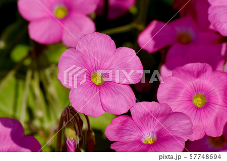 三鷹中原に咲くピンクのオキザリス(ハナカタバミ)の花 三鷹中原に咲くピンクのオキザリス(ハナカタバミ)の花 57748694