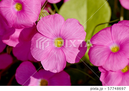 三鷹中原に咲くピンクのオキザリス（ハナカタバミ）の花 57748697