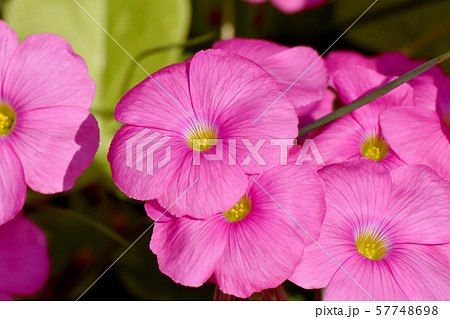 三鷹中原に咲くピンクのオキザリス(ハナカタバミ)の花 三鷹中原に咲くピンクのオキザリス(ハナカタバミ)の花 57748698