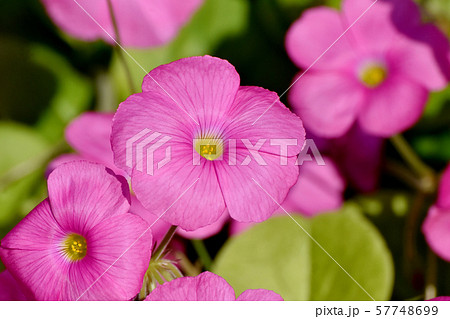 三鷹中原に咲くピンクのオキザリス(ハナカタバミ)の花 三鷹中原に咲くピンクのオキザリス(ハナカタバミ)の花 57748699