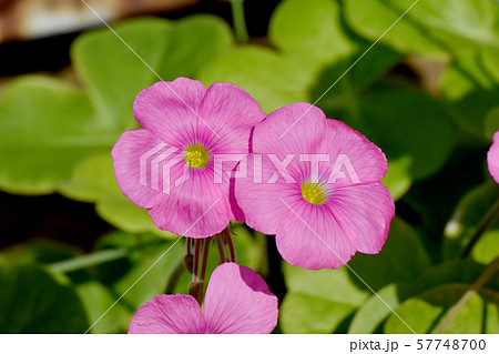 三鷹中原に咲くピンクのオキザリス（ハナカタバミ）の花 57748700