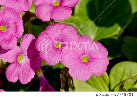 三鷹中原に咲くピンクのオキザリス(ハナカタバミ)の花 三鷹中原に咲くピンクのオキザリス(ハナカタバミ)の花 57748701
