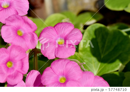 三鷹中原に咲くピンクのオキザリス(ハナカタバミ)の花 三鷹中原に咲くピンクのオキザリス(ハナカタバミ)の花 57748710
