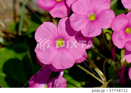 三鷹中原に咲くピンクのオキザリス(ハナカタバミ)の花 三鷹中原に咲くピンクのオキザリス(ハナカタバミ)の花 57748712