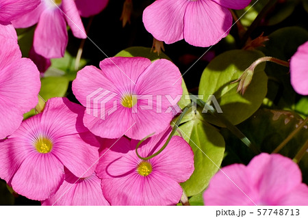 三鷹中原に咲くピンクのオキザリス（ハナカタバミ）の花 57748713