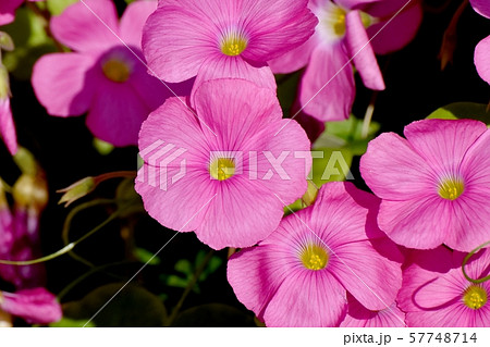 三鷹中原に咲くピンクのオキザリス(ハナカタバミ)の花 三鷹中原に咲くピンクのオキザリス(ハナカタバミ)の花 57748714