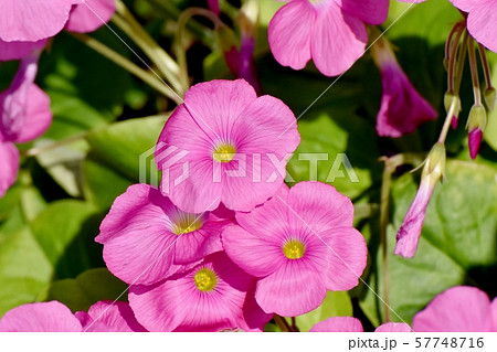 三鷹中原に咲くピンクのオキザリス（ハナカタバミ）の花 57748716