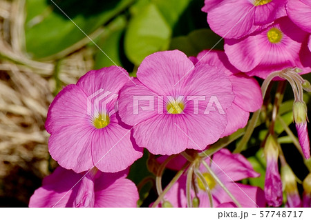 三鷹中原に咲くピンクのオキザリス(ハナカタバミ)の花 三鷹中原に咲くピンクのオキザリス(ハナカタバミ)の花 57748717