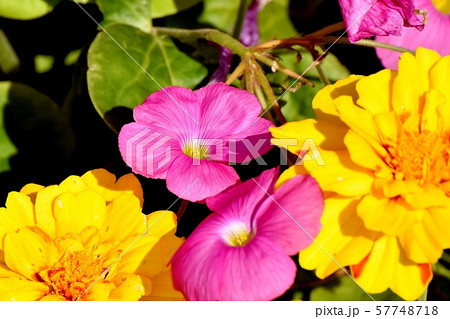 三鷹中原に咲くピンクのオキザリス(ハナカタバミ)の花 三鷹中原に咲くピンクのオキザリス(ハナカタバミ)の花 57748718