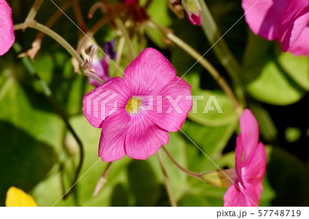 三鷹中原に咲くピンクのオキザリス（ハナカタバミ）の花 57748719