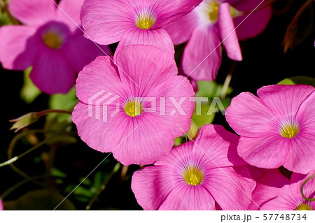 三鷹中原に咲くピンクのオキザリス(ハナカタバミ)の花 三鷹中原に咲くピンクのオキザリス(ハナカタバミ)の花 57748734