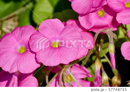 三鷹中原に咲くピンクのオキザリス(ハナカタバミ)の花 三鷹中原に咲くピンクのオキザリス(ハナカタバミ)の花 57748735