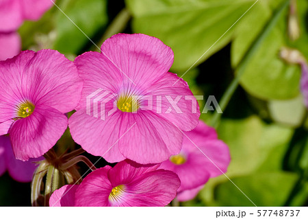 三鷹中原に咲くピンクのオキザリス（ハナカタバミ）の花 57748737
