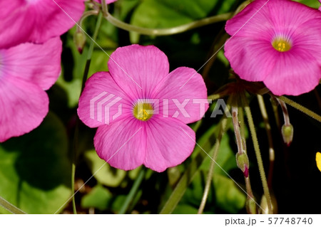 三鷹中原に咲くピンクのオキザリス（ハナカタバミ）の花 57748740