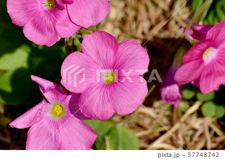 三鷹中原に咲くピンクのオキザリス（ハナカタバミ）の花 57748742