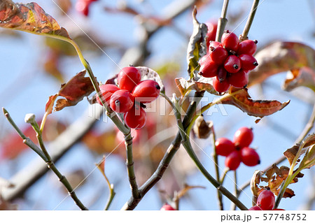 三鷹中原になる赤いハナミズキの実 57748752