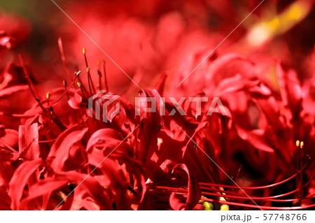 彼岸花 57748766