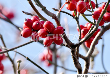 三鷹中原になる赤いハナミズキの実 57748767