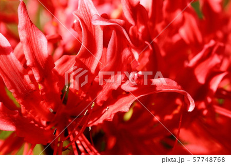 彼岸花 57748768