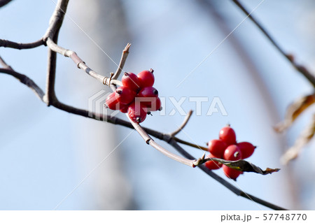 三鷹中原になる赤いハナミズキの実 三鷹中原になる赤いハナミズキの実 57748770