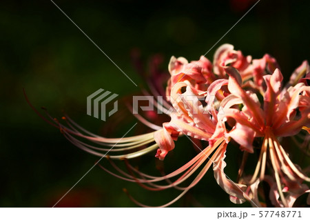 彼岸花 57748771