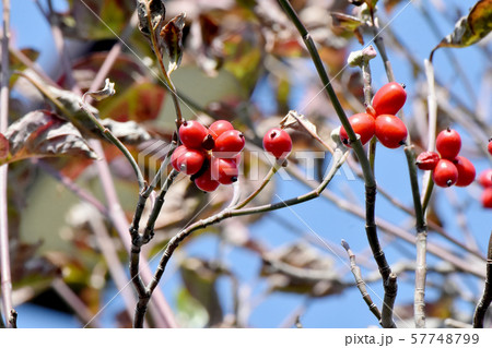 三鷹中原になる赤いハナミズキの実 57748799