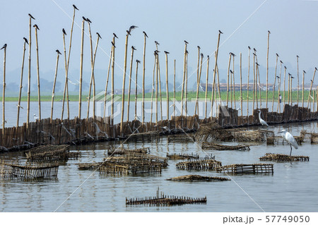 Fishing dam and fish traps in Taungthaman Lake - 57749050