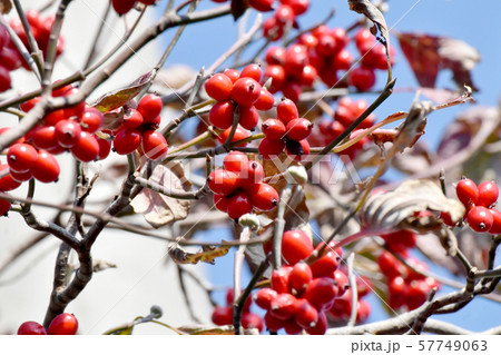 三鷹中原になる赤いハナミズキの実 57749063