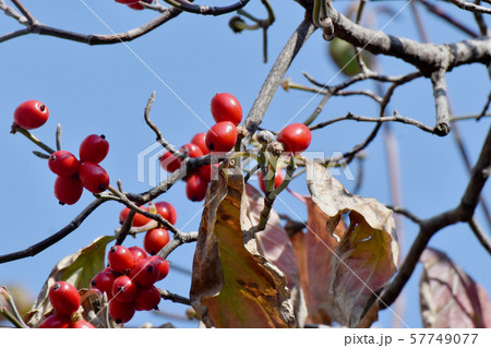 三鷹中原になる赤いハナミズキの実 三鷹中原になる赤いハナミズキの実 57749077