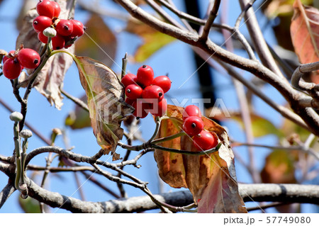 三鷹中原になる赤いハナミズキの実 57749080
