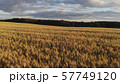 wonderful yellow wheat field against dense green forest 57749120