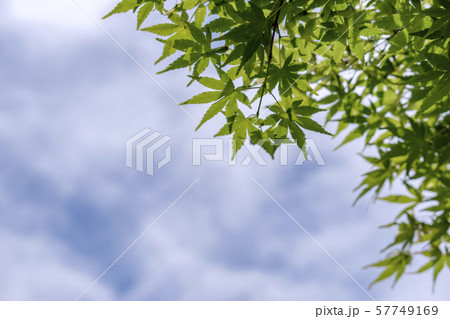 青楓と空 57749169