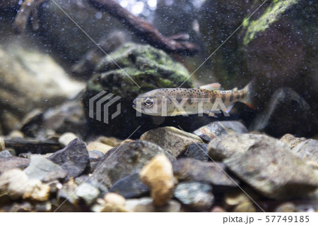 ヤマメ 山女魚 ヤマメ 山女魚 57749185