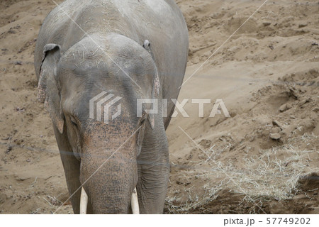 札幌　円山動物園　ぞう 57749202