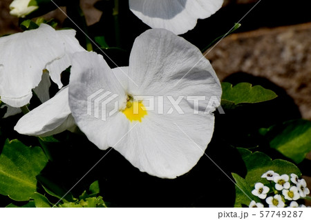 三鷹中原に咲く白いパンジー 57749287