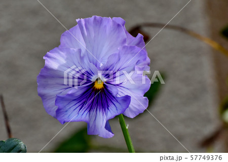 三鷹中原に咲く淡い紫色の八重咲きパンジー 57749376